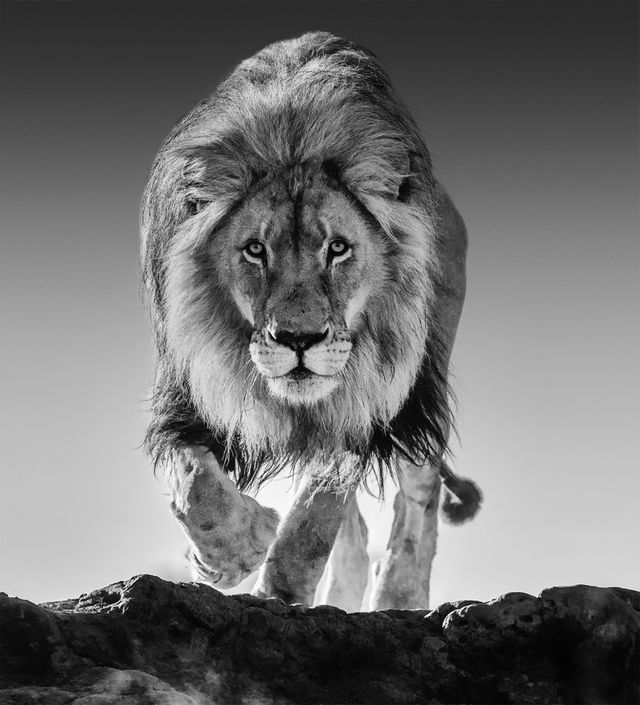 David Yarrow