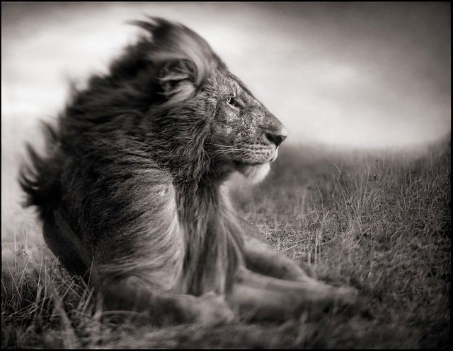 Nick Brandt