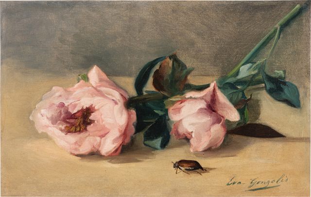 Les Pivoines Et Le Hanneton
