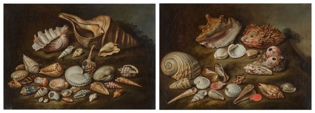 A Pair Of Still Lifes With Shells