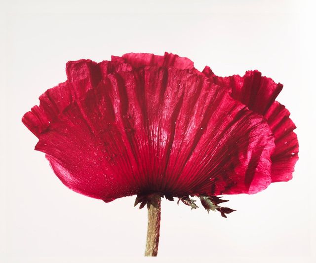 Poppy: Glowing Embers, New York, 1968