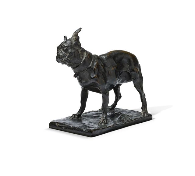 Bouledogue français, petit modèle