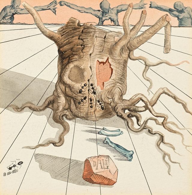 Tronc - Homo suberis