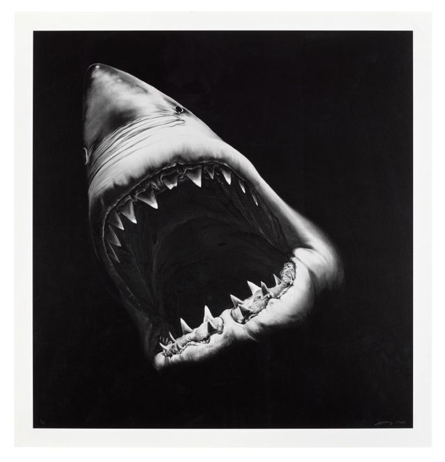 Untitled (Shark)