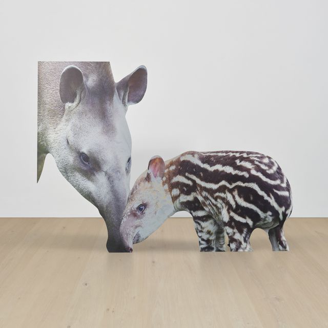 Approximation (Tapir)