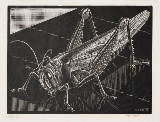 Grasshopper