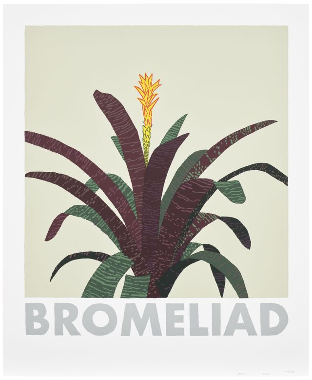 Bromeliad