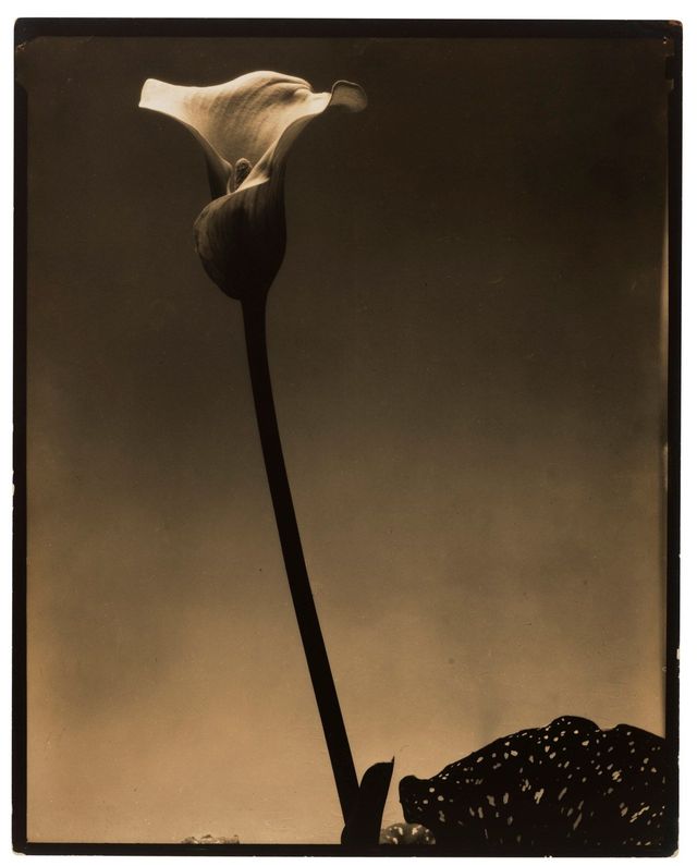 Calla Lily, c. 1930