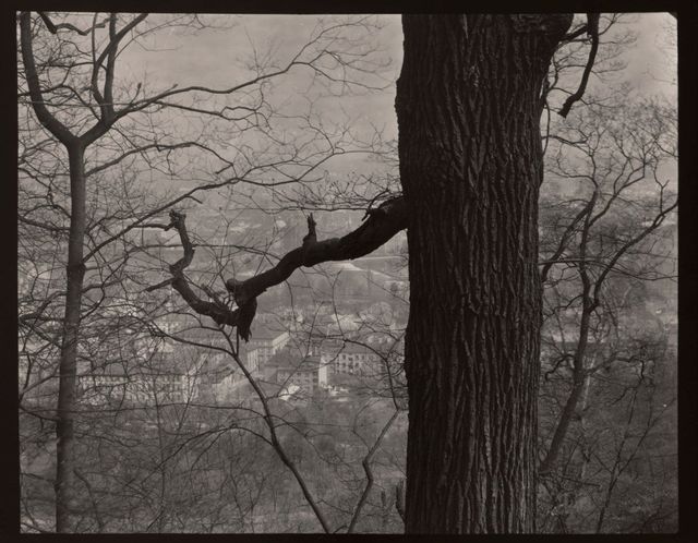 Untitled (Rooftops through Trees), c. 1950s