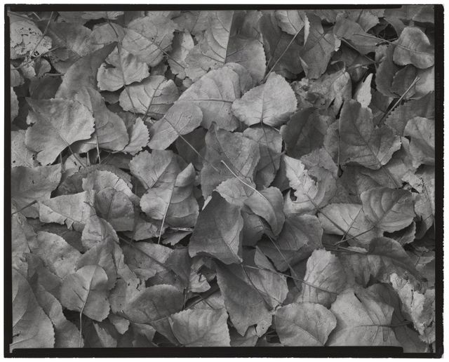 Leaves, Chicago, c.1947