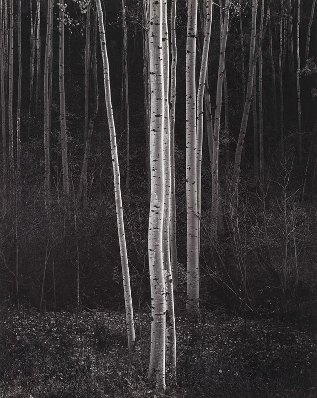 Aspens, Northern New Mexico, 1958