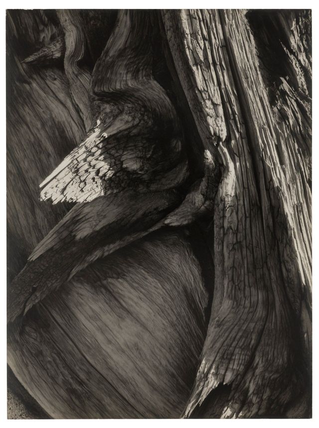 Juniper Tree Detail, Sequoia National Park, c.1927