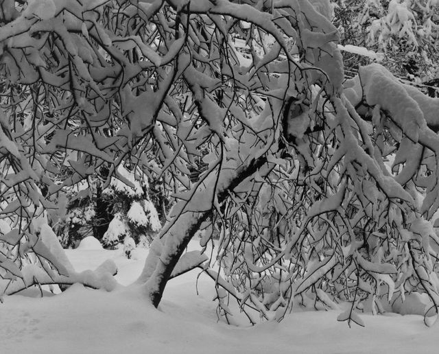 Winter Forest Detail, Yosemite, c.1938