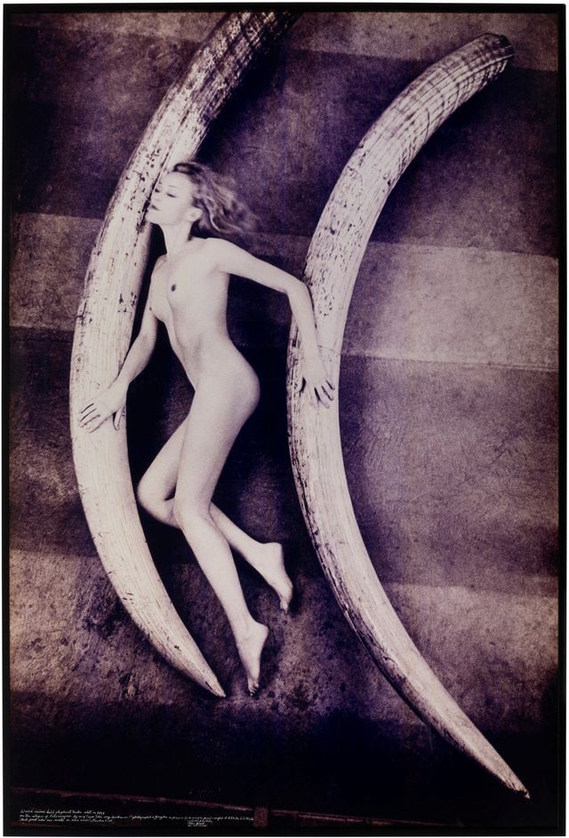 Magritte Ramme in the basement of the Natural History Museum, London with the world record elephants tusks: 214 lbs and 226 1/4 lbs (A), 1976