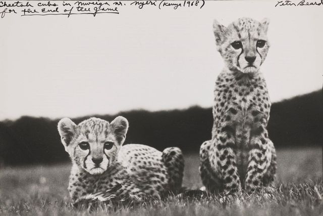 Orphaned Cheetah Cubs at Mweiga near Nyiri, Kenya, 1968