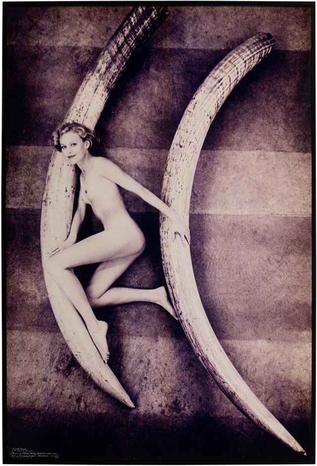 Magritte Ramme in the basement of the Natural History Museum, London with the world record elephants tusks: 214 lbs and 226 1/4 lbs (B), 1976