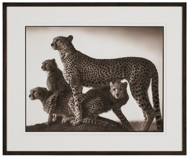 Cheetah & Cubs, Maasai Mara, 2003
