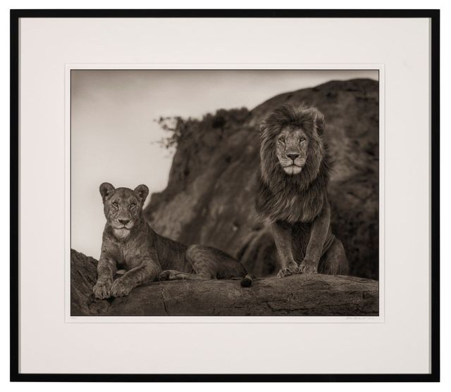 Lion Couple, Serengeti, 2010