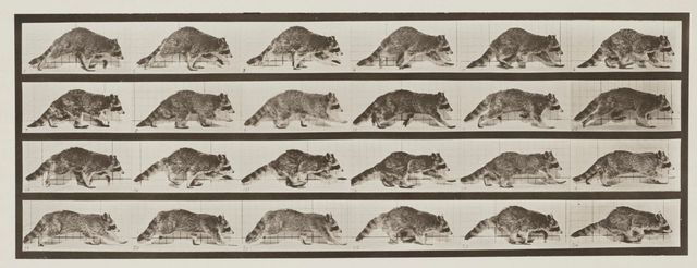 Animal Locomotion, Plate 744, 1887