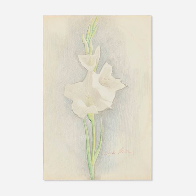 White Gladiolus