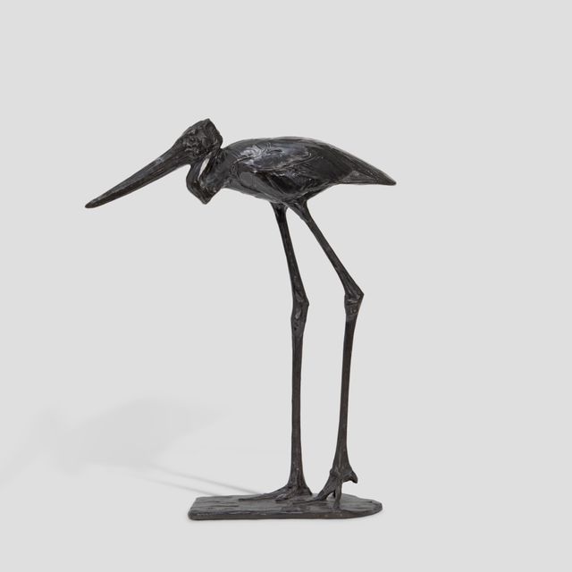 Jabiru d’Afrique, la femelle