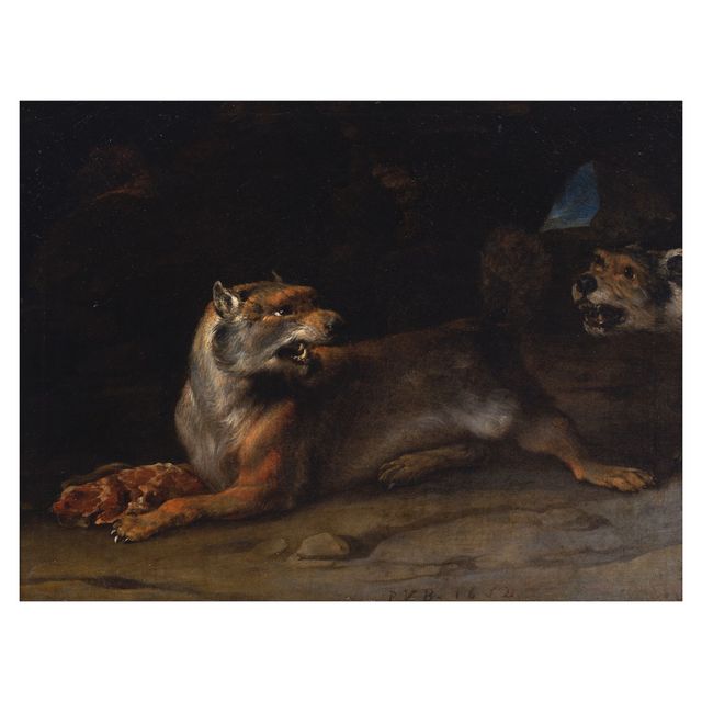 A fox disturbed by a dog