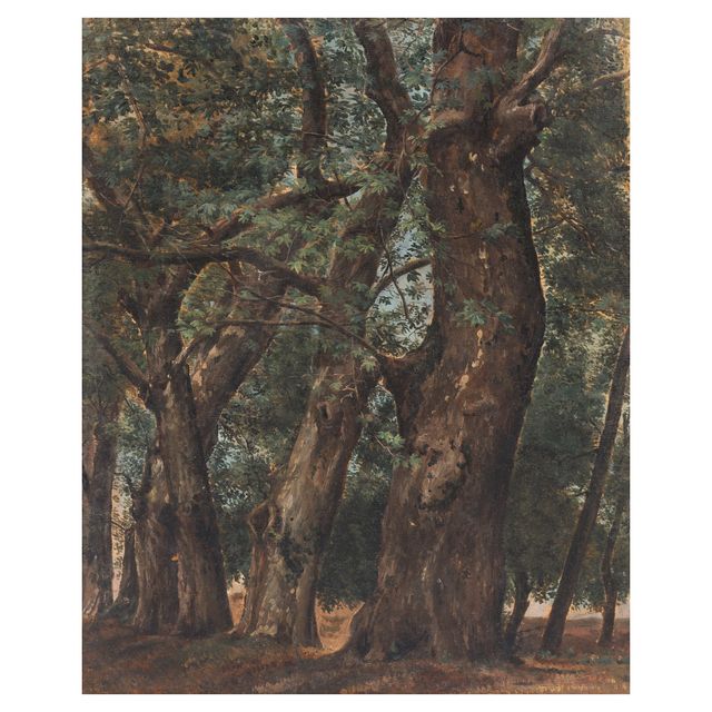 Study of a stand of sycamore trees