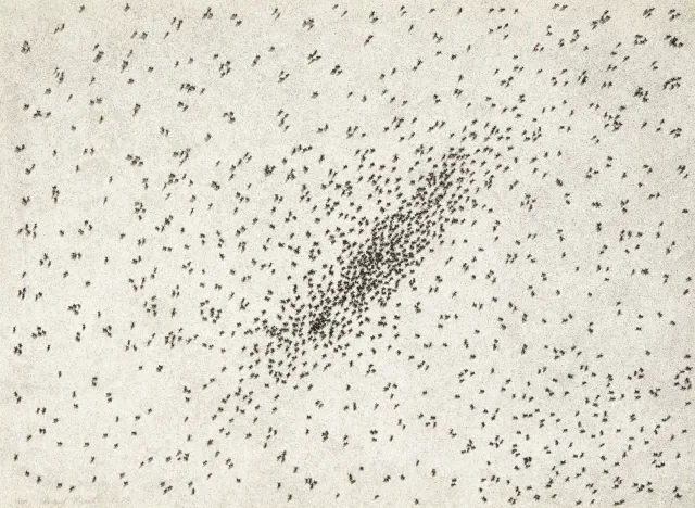 Insect Slant (Ants) (from Reality & Paradoxes), 1973