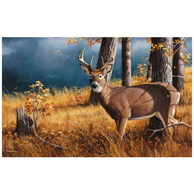 Deer in the Woods