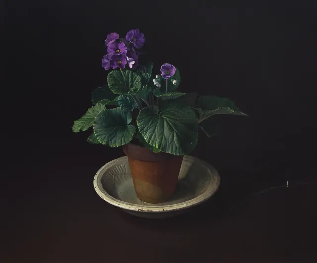 Primula, 1986