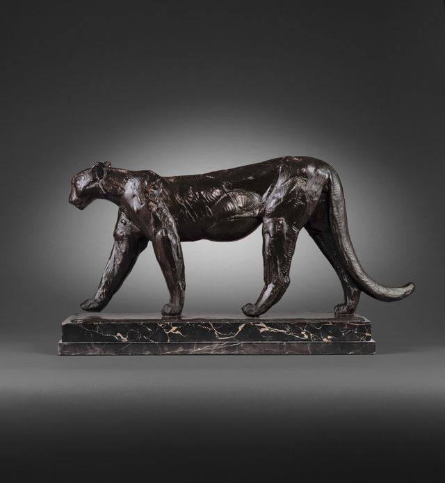 Puma mâle
