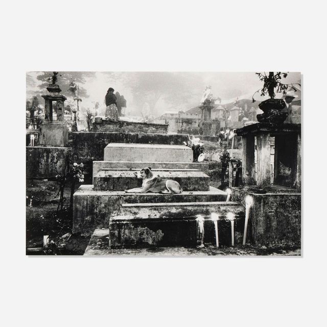 Dog on Grave